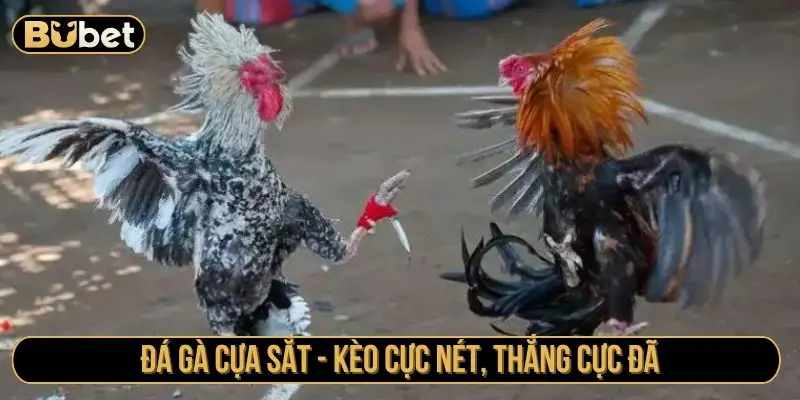 Đá gà cựa sắt - Kèo cực đã, thắng cực đã 
