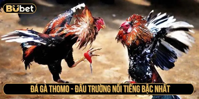 luật đá gà thomo