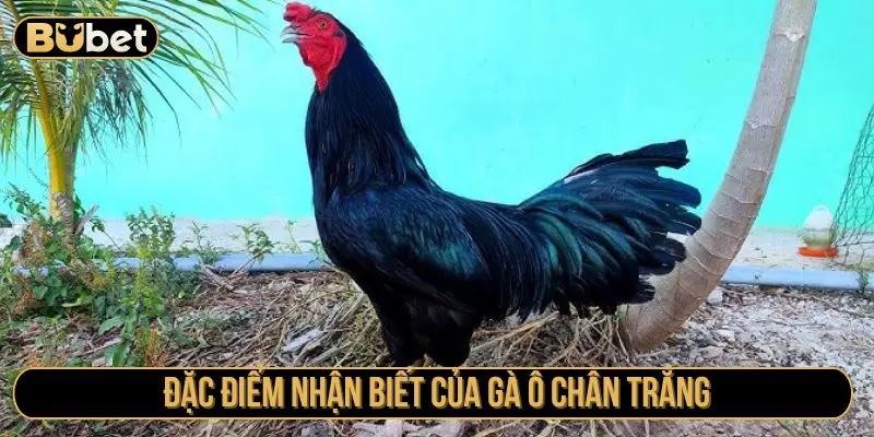 Đặc điểm nhận biết của gà ô chân trắng