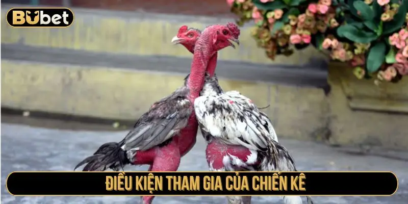 Điều kiện tham gia của chiến kê