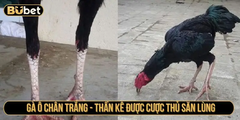 Gà ô chân trắng - Thần kê được cược thủ săn lùng