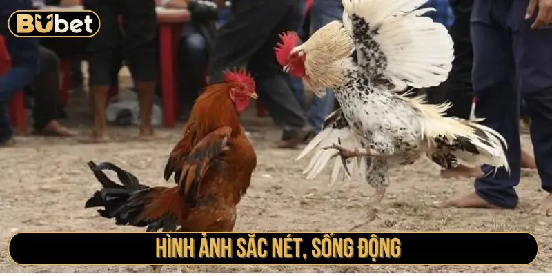 Hình ảnh sắc nét, sống động