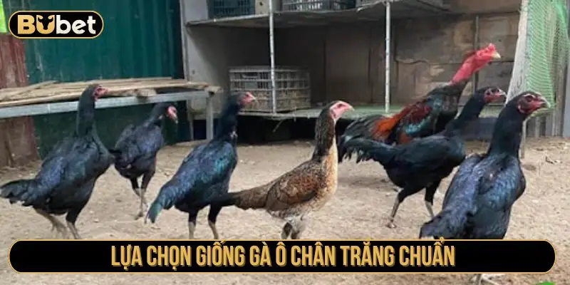 Lựa chọn giống gà ô chân trắng chuẩn 
