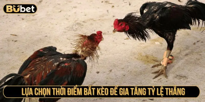 Lựa chọn thời điểm bắt kèo để gia tăng tỷ lệ thắng