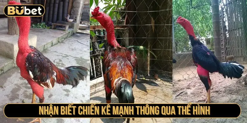 Nhận biết chiến kê mạnh thông qua thể hình 