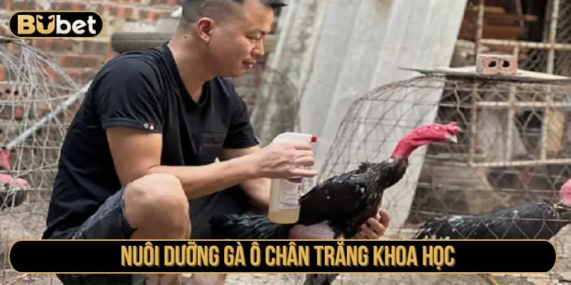 Nuôi dưỡng gà ô chân trắng khoa học
