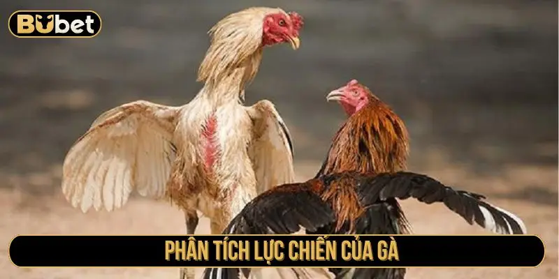 Phân tích lực chiến của gà 