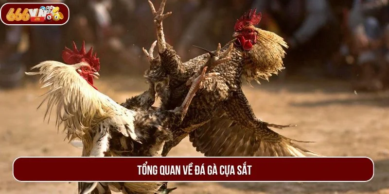 Đá gà cựa sắt mang tới trải nghiệm mới lạ đầy hấp dẫn.