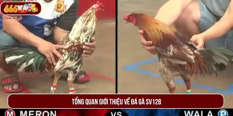 Đôi nét về đá gà SV128 - sân chơi giải trí hot hit nhất hiện nay. 