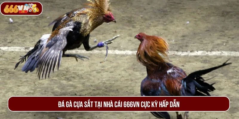 Hồi hộp đến từng giây phút với các trận đấu đá gà cựa sắt kịch tính. 