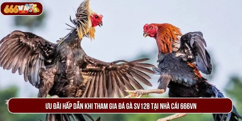 Tham gia đá gà SV128 nhận về loạt ưu đãi đặc biệt cùng phần thưởng lớn. 